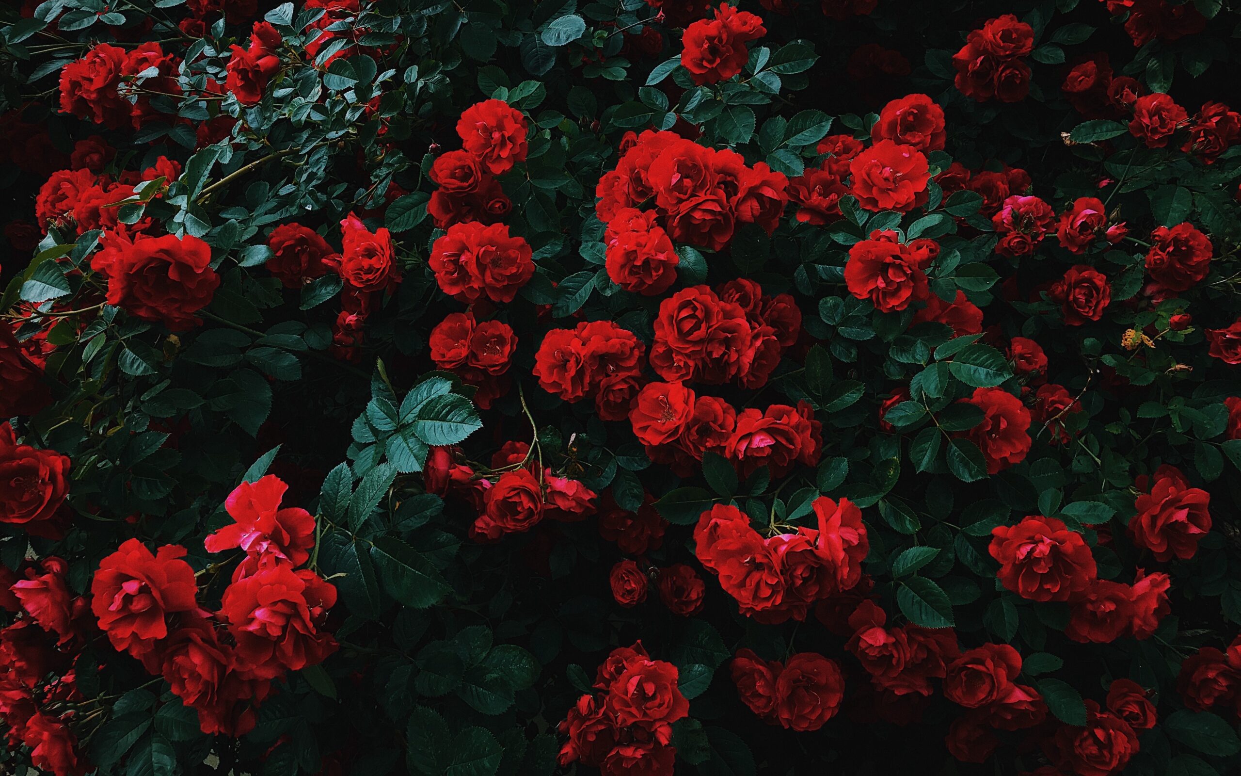 I wrote this poem in the night, for you